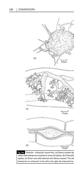 Introduction to Fungi, Third Edition