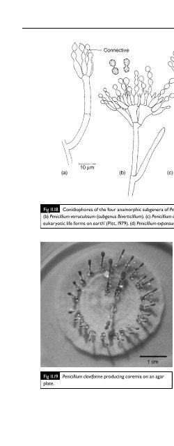 Introduction to Fungi, Third Edition