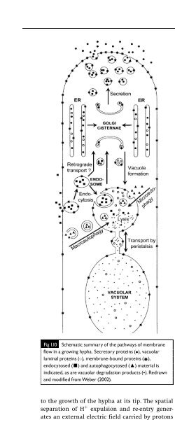 Introduction to Fungi, Third Edition