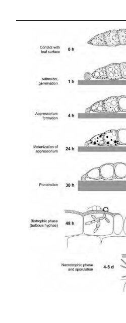 Introduction to Fungi, Third Edition