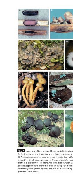 Introduction to Fungi, Third Edition