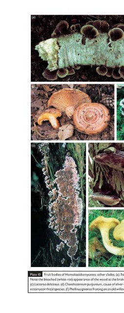 Introduction to Fungi, Third Edition