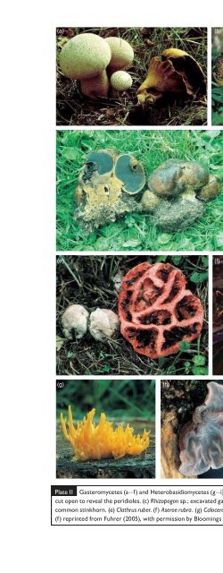 Introduction to Fungi, Third Edition