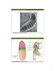 Genetics of Axis Specification in Drosophila