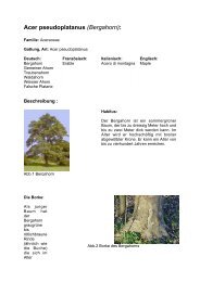 Acer pseudoplatanus (Bergahorn):