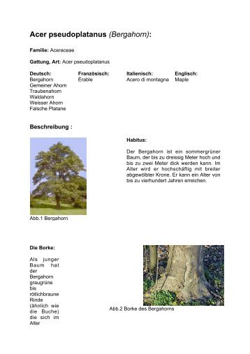 Acer pseudoplatanus (Bergahorn):