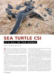 Sea TurTle CSI