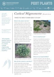 Cutleaf Mignonette - Eyre Peninsula Natural Resources ...