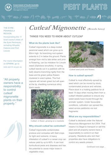 Cutleaf Mignonette - Eyre Peninsula Natural Resources ...