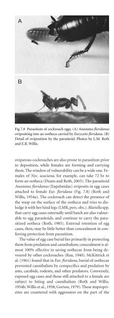 Cockroache; Ecology, behavior & history - W.J. Bell