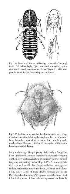 Cockroache; Ecology, behavior & history - W.J. Bell