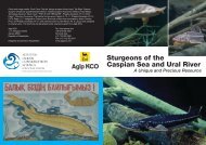 Sturgeons of the Caspian Sea and Ural River - Institute for Ocean ...