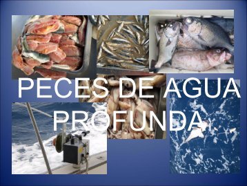 peces agua profunda jasc.pdf - Iesmaritimopesquerolp.org