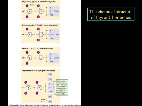 Thyroid gland