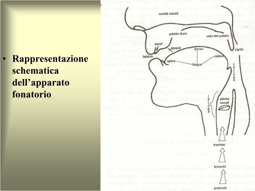 Linguistica generale e applicata Modulo A: Le lingue e il linguaggio