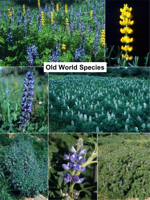 Diversity and Evolutionary History of Lupins â Insights ... - Lupins.org