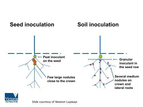 Inoculation Technologies to Improve the Nodulation of ... - Lupins.org