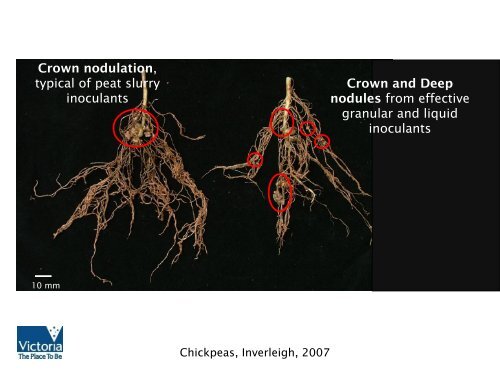 Inoculation Technologies to Improve the Nodulation of ... - Lupins.org