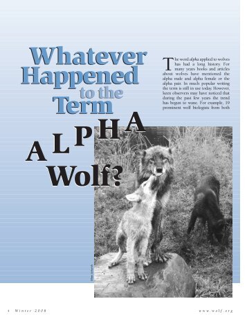 Whatever Happened to the Term Alpha Wolf - 4 Paws U