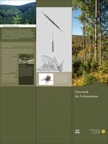 Lebensraum Bergwald - Biosphärenreservat Vessertal-Thüringer Wald
