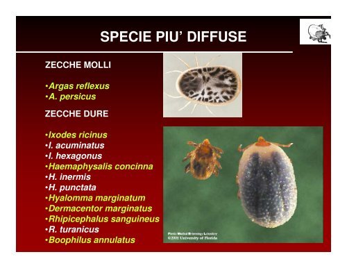 ecologia e diffusione delle zecche in veneto - Dipartimento di ...