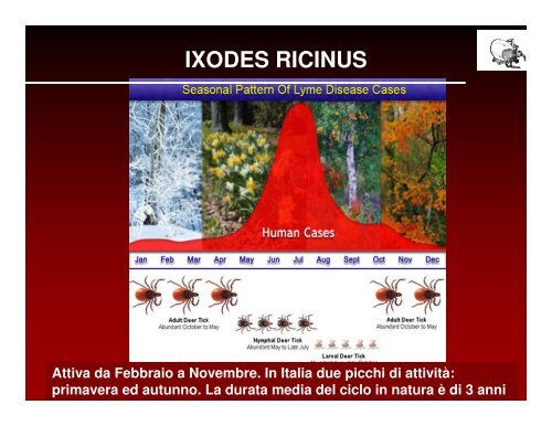 ecologia e diffusione delle zecche in veneto - Dipartimento di ...