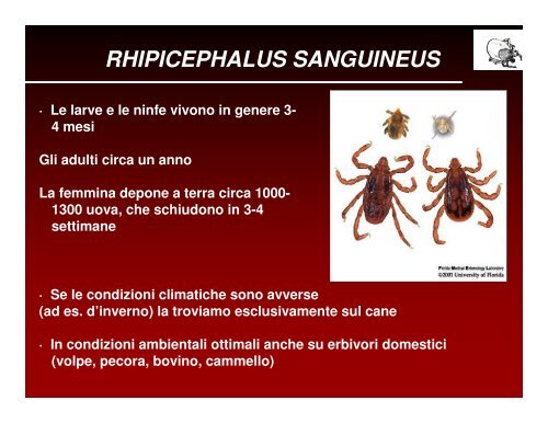 ecologia e diffusione delle zecche in veneto - Dipartimento di ...