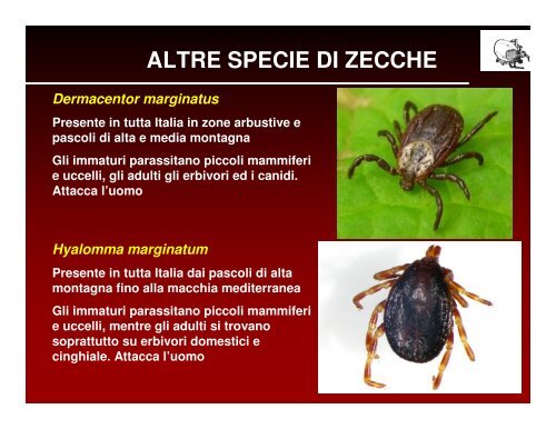 ecologia e diffusione delle zecche in veneto - Dipartimento di ...