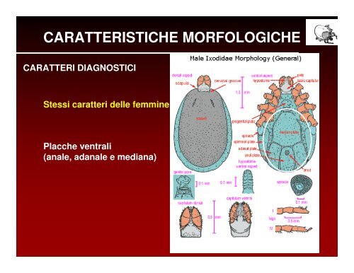 ecologia e diffusione delle zecche in veneto - Dipartimento di ...