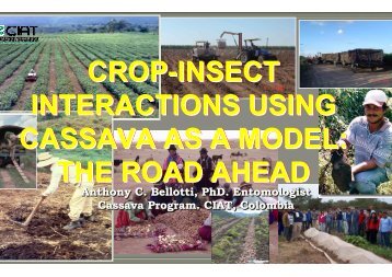 Bellotti, A.; Crop-insect interactions using cassava as a model