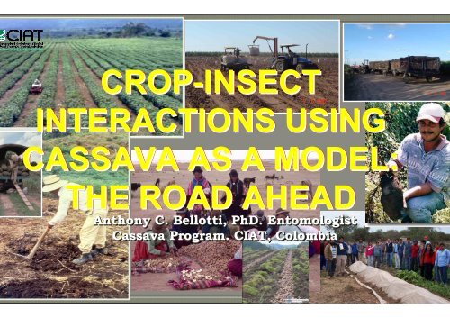 Bellotti, A.; Crop-insect interactions using cassava as a model