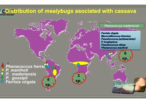 Bellotti, A.; Crop-insect interactions using cassava as a model