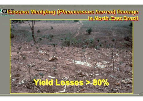 Bellotti, A.; Crop-insect interactions using cassava as a model