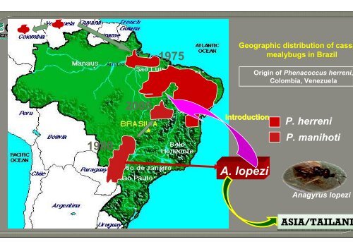 Bellotti, A.; Crop-insect interactions using cassava as a model