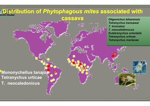 Bellotti, A.; Crop-insect interactions using cassava as a model