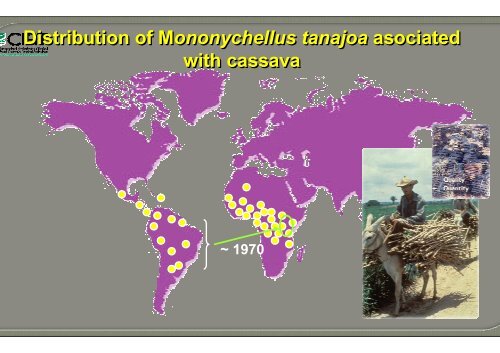 Bellotti, A.; Crop-insect interactions using cassava as a model