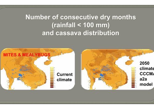 Bellotti, A.; Crop-insect interactions using cassava as a model