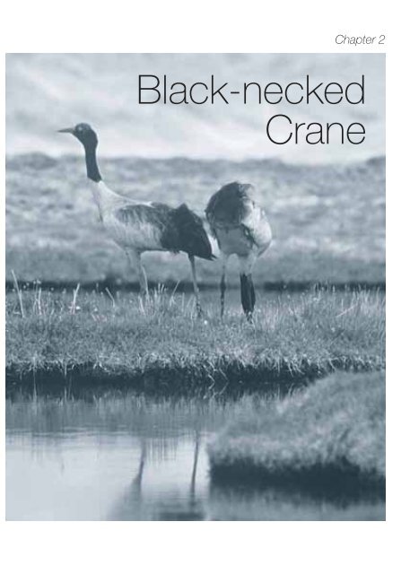 Black-necked Crane - WWF-India