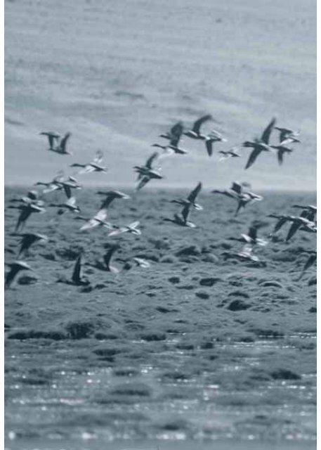 Black-necked Crane - WWF-India