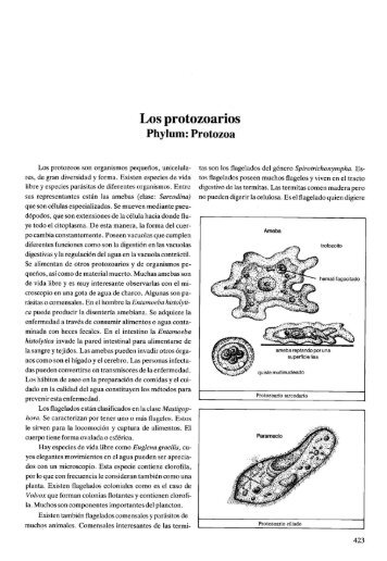 Phylum: Protozoa - Patzelt-ecuador.de