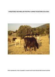 Bovine la ingrasat - Projects - Ifes