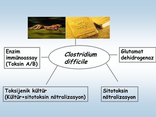 Clostridium Difficile, Enfeksiyonlarının Mikrobiyolojik Tanısında