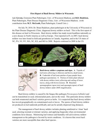 First Report of Basil Downy Mildew in Wisconsin A.J. Gevens ...