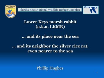 Lower Keys marsh rabbit (a.k.a. LKMR) â¦ and its place near the sea ...