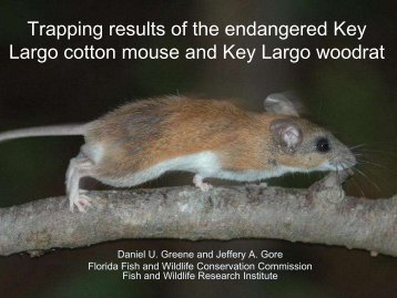 Trapping results of the endangered Key Largo cotton mouse and ...