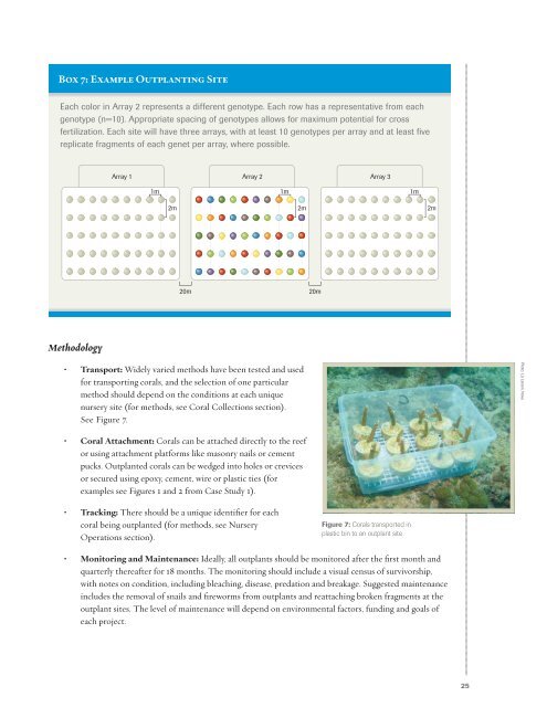 Caribbean Acropora Restoration Guide - The Florida Reef ...