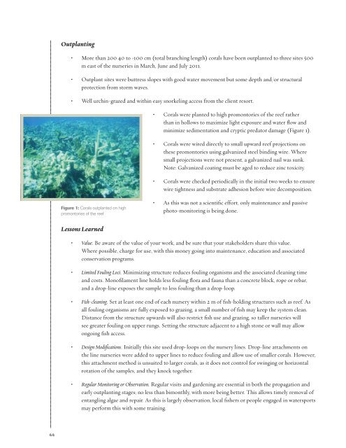 Caribbean Acropora Restoration Guide - The Florida Reef ...