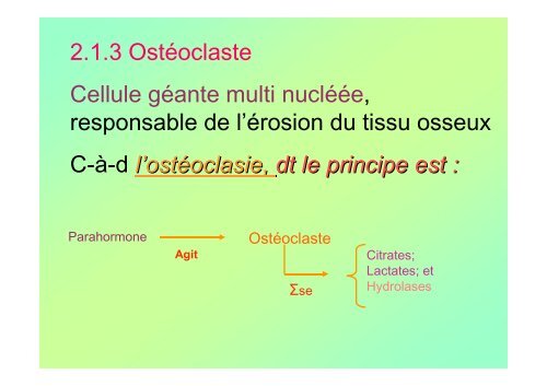 Tissu osseux et ossification