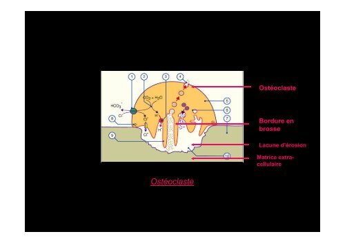 Tissu osseux et ossification