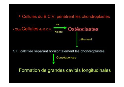 Tissu osseux et ossification